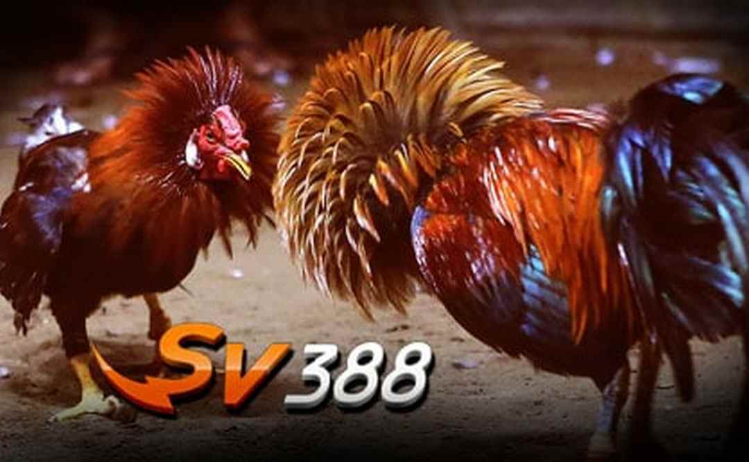 Những điểm nổi bật của thị trường Sv388 đá gà trực tiếp