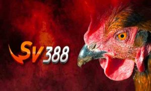 Đá gà SV388 là một nền tảng trực tuyến về cá cược đá gà nhiều thể loại
